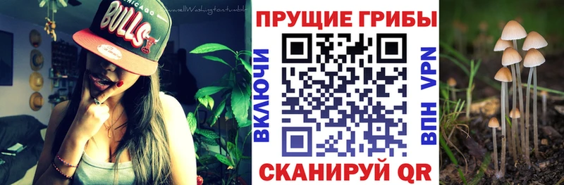 Галлюциногенные грибы Psilocybine cubensis  Орёл 